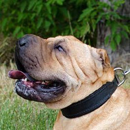 Classic Sharpei Dog Collar with Soft Felt Lining