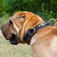 Leather Dog Collar for Shar Pei