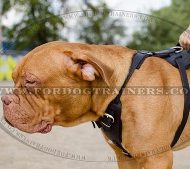 Dogue De Bordeaux Harness UK | Leather Dog Harness Bestseller