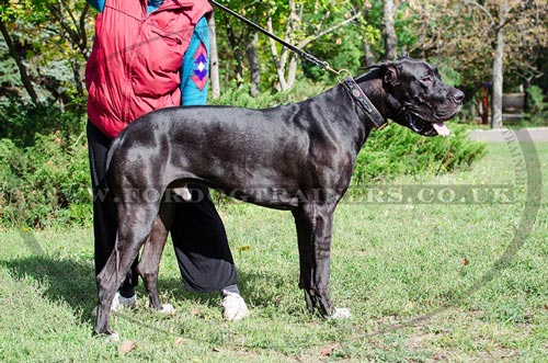 Great Dane Collar UK