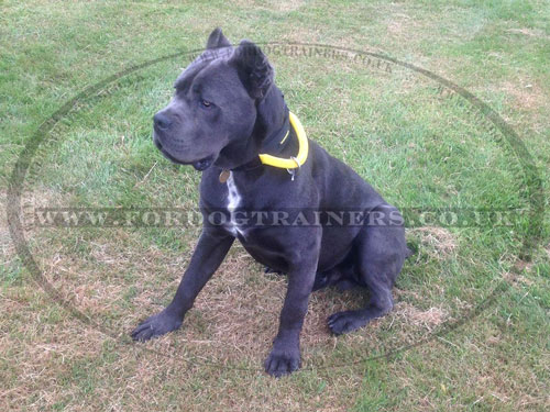 Nylon Dog Collar with Handle for Cane Corso Training