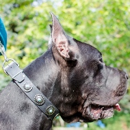 Best Dog Collar for Great Dane Walking with Blue Studs