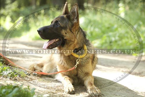 best German Shepherd dog collar with handle