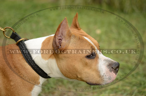 Braided Leather Choke Collar for Staffordshire Bull Terrier
