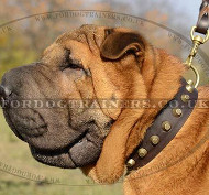 Wide Leather Collar with Brass Fitting for Shar Pei Dogs