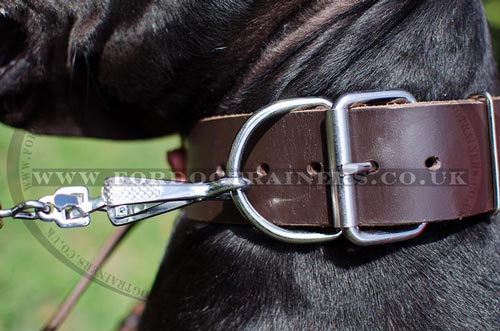 Great Dane Leather Collar for Big Dogs