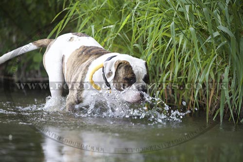 Treating Dog Heat Stroke