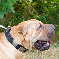Elegant Nickel Plated Dog Leather Collar for Shar Pei Dogs