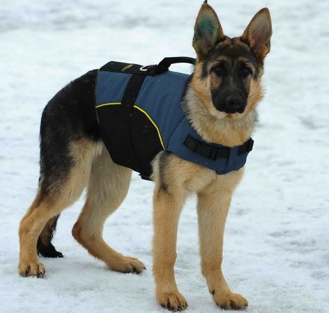 Nylon Dog Vest with Handle