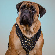 Luxury Nappa Padded Bullmastiff Harness of Brass Studded Design