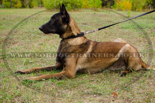 walking dog collar for malinois online