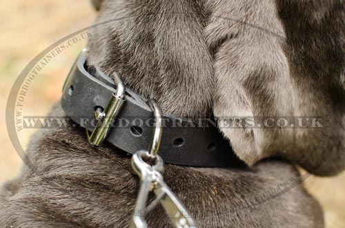 Training Dog Collar for Neapolitan Mastiff