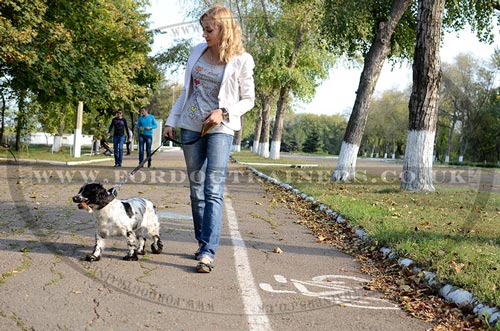 English Springer Spaniel Training