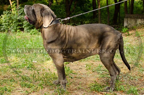 Wide dog collar for Neapolitan Mastiff dog breed