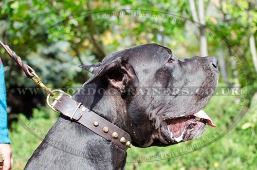 Wide Leather Dog Collar with Brass Fittings
