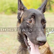 Wide Leather Dog Collars | Belgian Malinois Collars 1.5 in