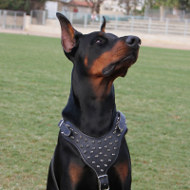 Amazing Spiked Dog Harness for Elegant Doberman Style!