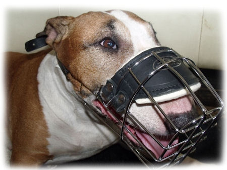 Wire dog muzzle Bullterrier