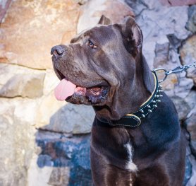 Articles about Cane Corso